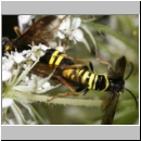 Tenthredo vespa - Blattwespe 02a.jpg